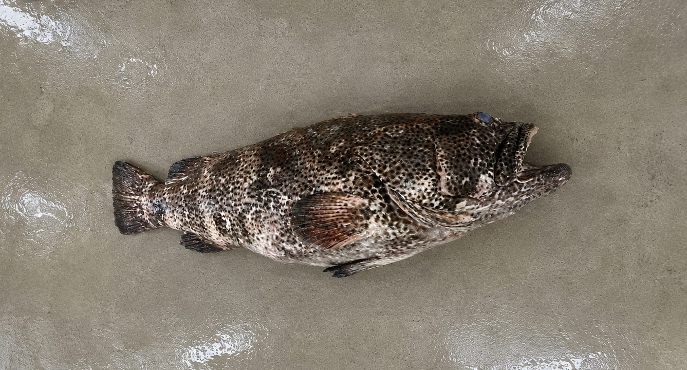 Giant Grouper