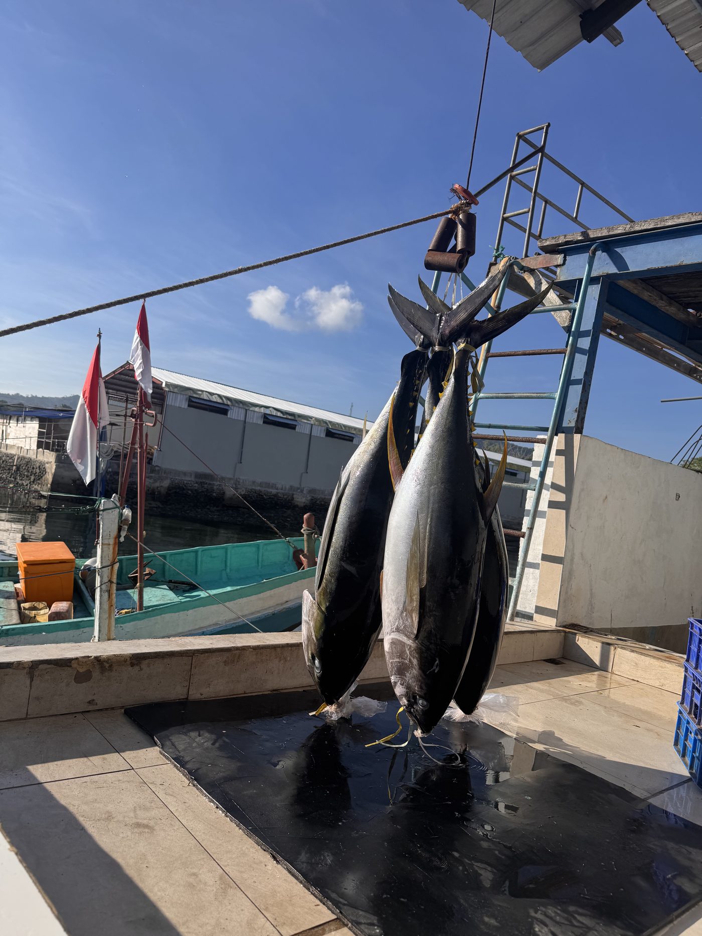 Bigeye Tuna