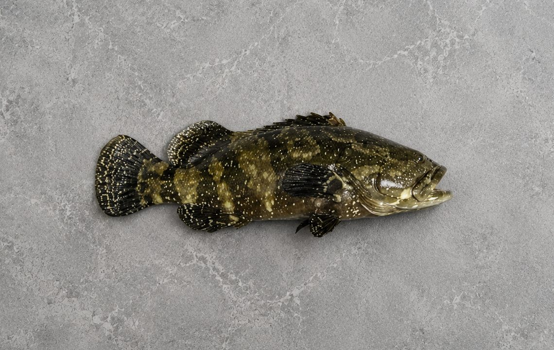 Tiger Grouper